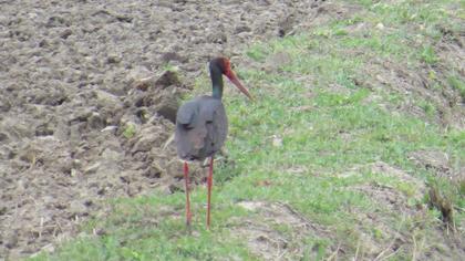 Black Stork