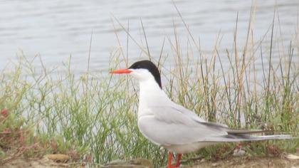 Common Tern