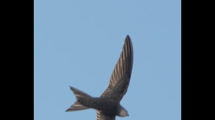 Pallid Swift