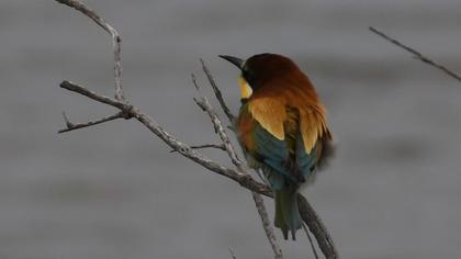European Bee-eater