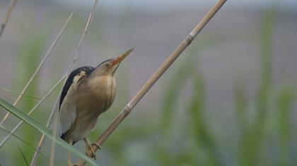 Little Bittern