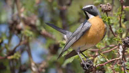 White-throated Robin