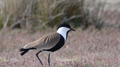 Spur-winged Lapwing