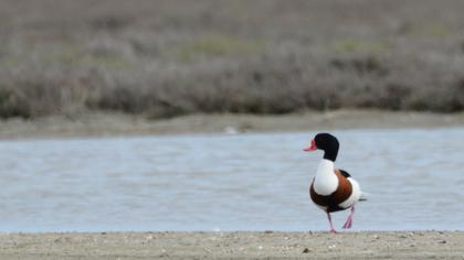 Common Shelduck