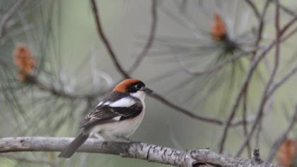 Woodchat Shrike
