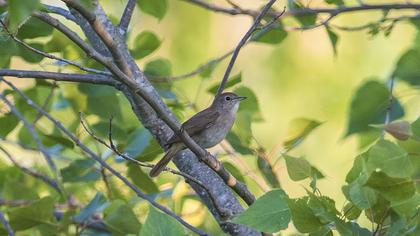 Thrush Nightingale