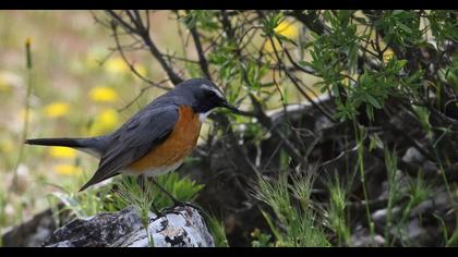 White-throated Robin