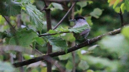 Eurasian Blackcap