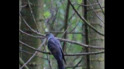 Common Cuckoo