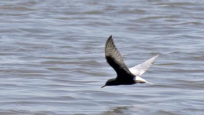 White-winged Tern