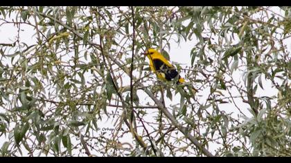 Eurasian Golden Oriole
