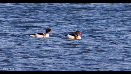 Common Shelduck