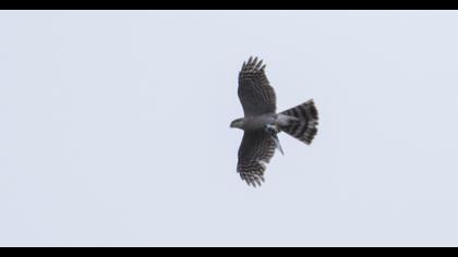 Northern Goshawk