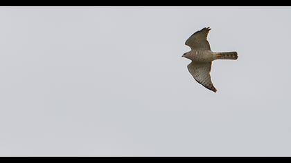 Levant Sparrowhawk