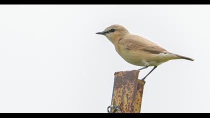 Isabelline Wheatear