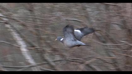 Common Wood Pigeon