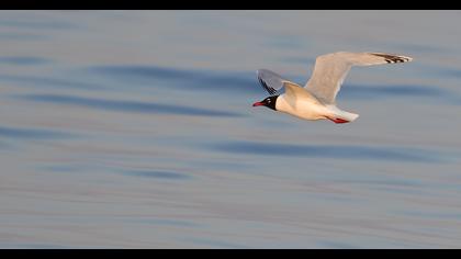 Mediterranean Gull