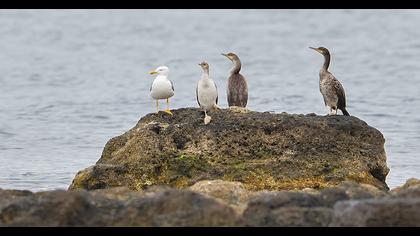 European Shag