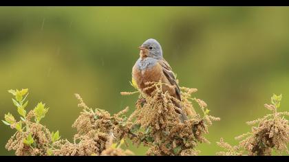 Cretzschmar`s Bunting
