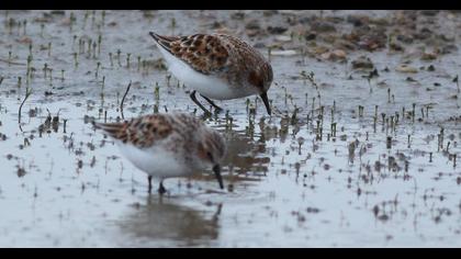 Little Stint