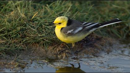 Citrine Wagtail