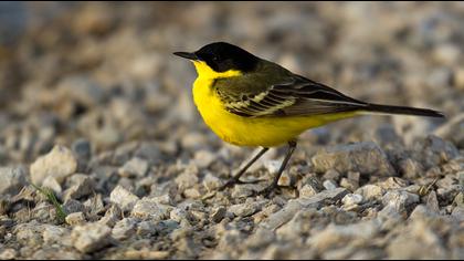 Western Yellow Wagtail