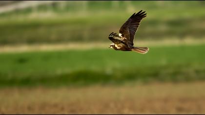 Western Marsh Harrier