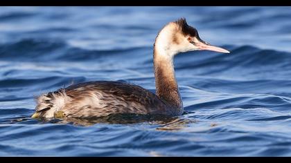 Great Crested Grebe