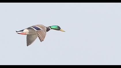 Mallard