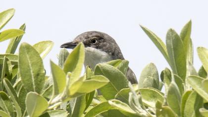 Eastern Orphean Warbler