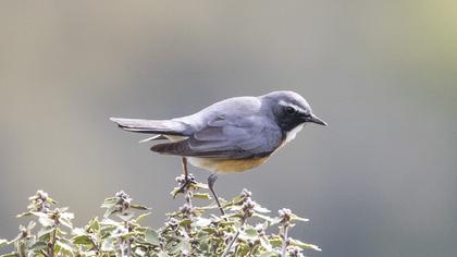 White-throated Robin