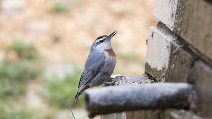 Krüper`s Nuthatch