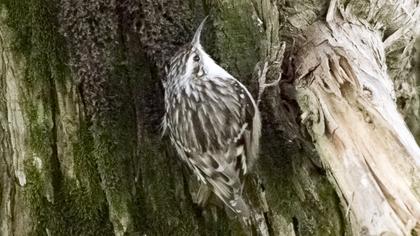 Short-toed Treecreeper