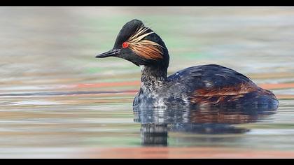 Black-necked Grebe