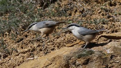 Western Rock Nuthatch