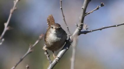 Eurasian Wren