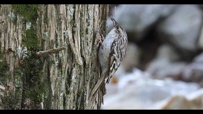 Short-toed Treecreeper