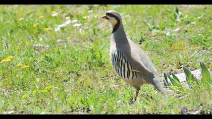 Chukar Partridge