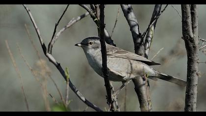 Barred Warbler