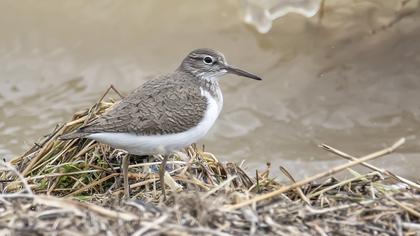 Common Sandpiper