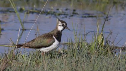 Northern Lapwing