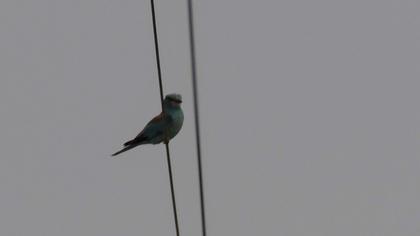 European Roller