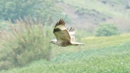 Long-legged Buzzard