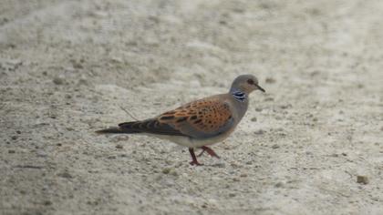 European Turtle Dove
