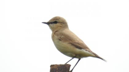Isabelline Wheatear