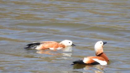 Ruddy Shelduck