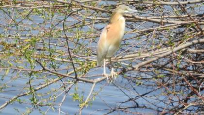 Squacco Heron
