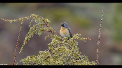 White-throated Robin