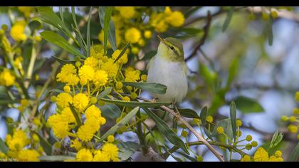 Wood Warbler
