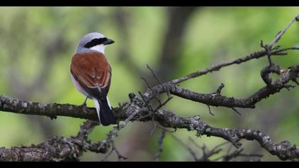 Red-backed Shrike